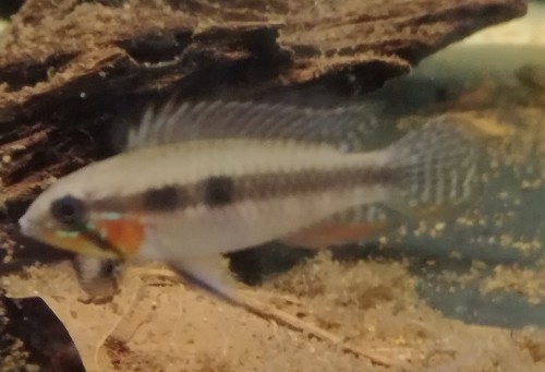 画像1: エリザベサエ・リオネグロ　ヤワウィーラ 若魚　ML1匹 (1)