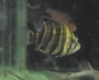 画像1: 美魚　ダトニオ スマトラタイガー　約5.5センチ (1)