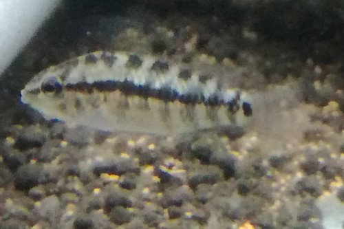 画像1: Ap　クランデリー　(ギガス)　幼魚　2.5から3センチ　 (1)