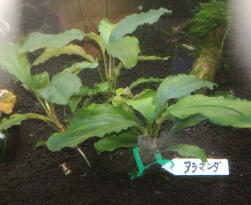 画像1: Bucephalandra sp　アラマンダ水中苗 (1)
