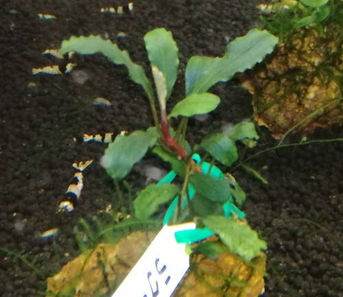 画像1: Bucephalandra sp　ラグーン水中苗 (1)