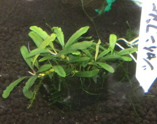 画像1: Bucephalandra sp　シャインブルー水中苗 (1)